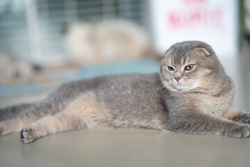 There's a gray Scottish Fold