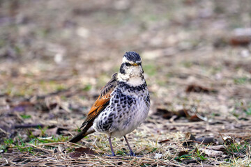 地面に留まるツグミ