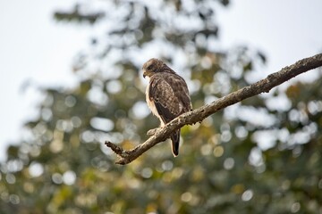 White eyed buzzard bird sitting on the tree 