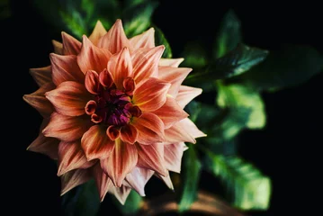 Deurstickers Close-up shot of a pink dahlia flower grown at home in spring © Aashish Lall/Wirestock