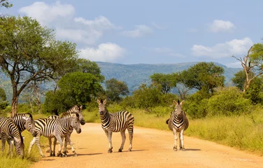 Fototapeten Dazzle of cute zebras in the Kruger national park on a sunny day © Adesh Singh/Wirestock