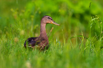 Naklejka na ściany i meble beautiful colored duck standing in the green grass
