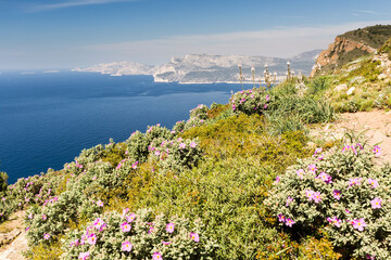 Baie en méditerranée et calanques depuis un point haut avec la végétation de printemps, garrigue avec cistes et asphodèles. Baie de Cassis depuis le Cap Canaille.