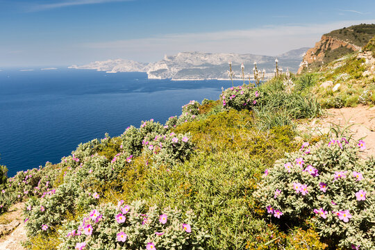 Baie en m&eacute;diterran&eacute;e et calanques depuis un point haut avec la v&eacute;g&eacute;tation de printemps, garrigue avec cistes et asphod&egrave;les. Baie de Cassis depuis le Cap Canaille.