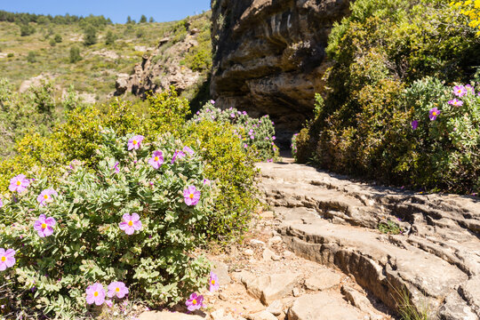 Randonnée merveilleuse sur un sentier montant dans les roches calcaires et la végétation méditerranéenne typique parmi les cistes cotonneux en fleurs, vers Cap Canaille
