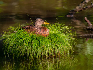 beautiful colored duck floats on the lake