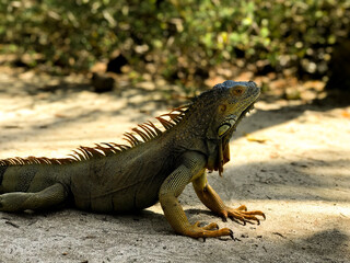 Fototapeta premium iguana on the rock