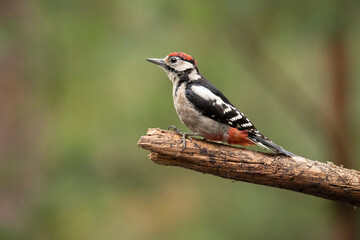 middle spotted woodpecker, Leiopicus medius