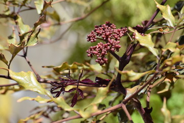 frutos no jardim