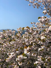 白　花