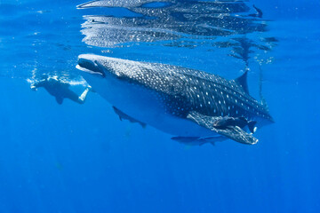 Closeup shot of a whale shark with a man snorkeling  in the background  in the crystal clear waters © Nacor Cabrera HernÁndez/Wirestock