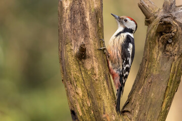 middle spotted woodpecker, Leiopicus medius