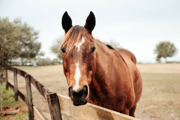 Horse looking over fence in a paddock, horse at a farm 