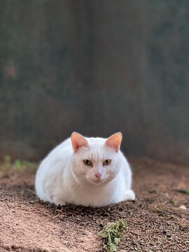 cat on the roof