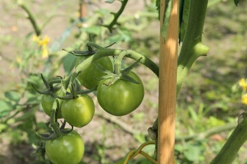 a bunch of fresh green tomatoes at a tomato plant with a wooden stick in the  vegetable garden in summer closeup