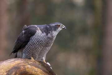 Hawk, Goshawk. Accipiter gentilis
