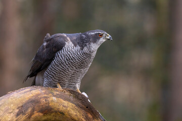 Hawk, Goshawk. Accipiter gentilis