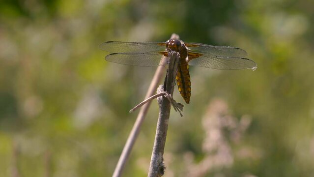 Close-up of a blue and yellow dragonfly resting on a branch, it moves its head from time to time, we see its abdomen moving. Spring in France