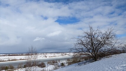 snow covered trees