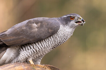 Hawk, Goshawk. Accipiter gentilis