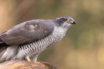 Hawk, Goshawk. Accipiter gentilis