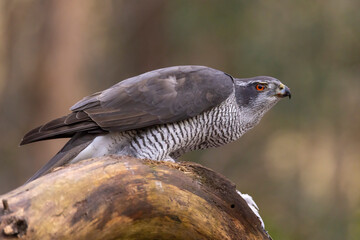 Hawk, Goshawk. Accipiter gentilis