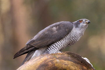 Hawk, Goshawk. Accipiter gentilis