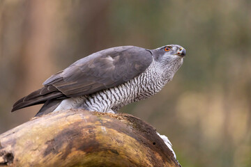Hawk, Goshawk. Accipiter gentilis