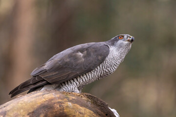 Hawk, Goshawk. Accipiter gentilis