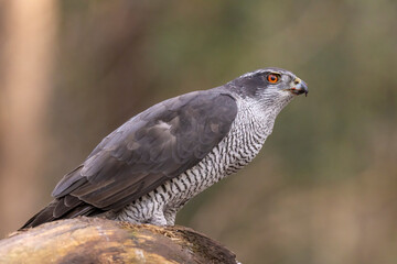 Hawk, Goshawk. Accipiter gentilis