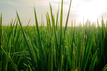 beautiful view of the green rice fields on a sunny morning