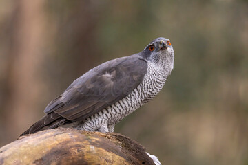 Hawk, Goshawk. Accipiter gentilis