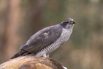 Hawk, Goshawk. Accipiter gentilis