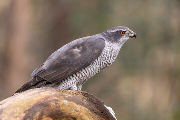 Hawk, Goshawk. Accipiter gentilis
