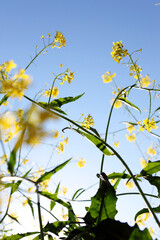 yellow flowers on blue sky