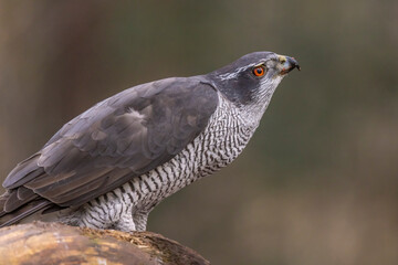 Hawk, Goshawk. Accipiter gentilis