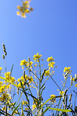 yellow flowers on blue sky