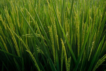 Fototapeta na wymiar beautiful view of the green rice fields on a sunny morning