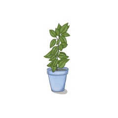 Green ficus plant in a blue pot on a white background