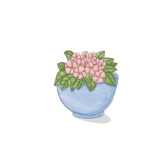 Green violet plant with pink flowers in blue pot on abel background