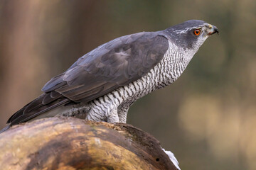 Hawk, Goshawk. Accipiter gentilis