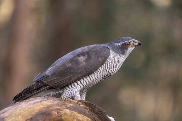 Hawk, Goshawk. Accipiter gentilis