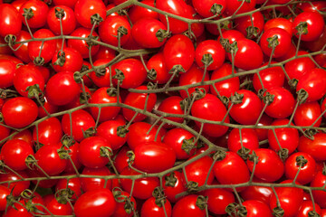Obraz na płótnie Canvas Cherry tomatoes on sprigs close up.