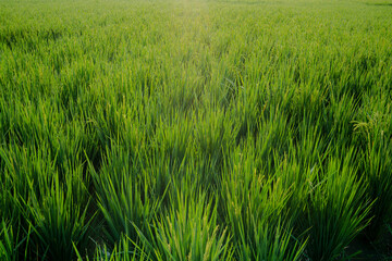 beautiful view of the green rice fields on a sunny morning