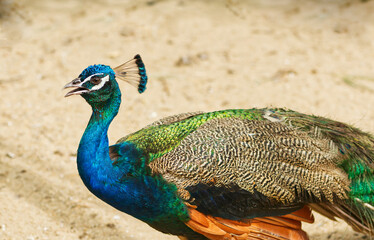 A Beautiful Male indian peacock with wings