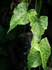 green ivy for nature background