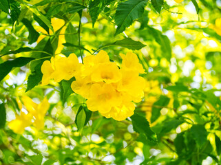 beautiful blooming yellow flowers among the green leaves