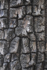 wood texture in the forest