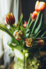 Close shot tulip buds