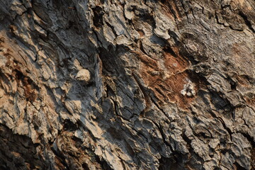 wood texture in the forest